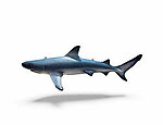 Blacktip Shark Life Size Statue Hanging 4FT