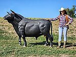 Spanish Bull Life Size Statue
